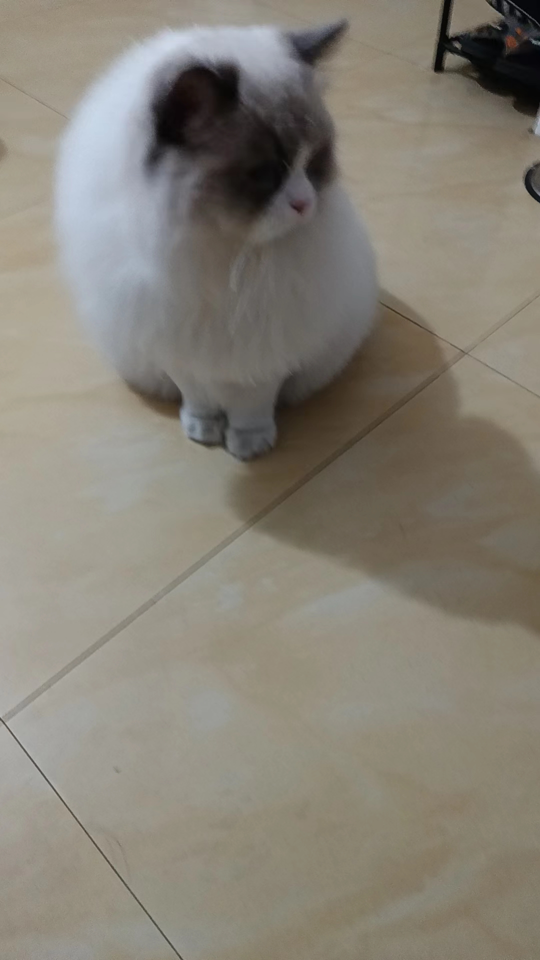 超爆毛的布偶妹妹找主人了，小贵哈